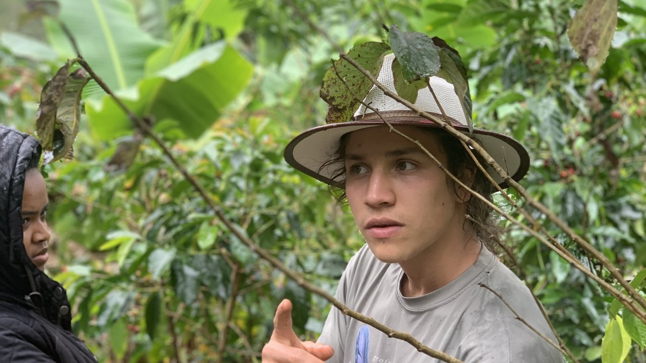 Guide explaining coffee plants on a rainy farm